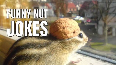 nut memes|Best Funny nuts Memes